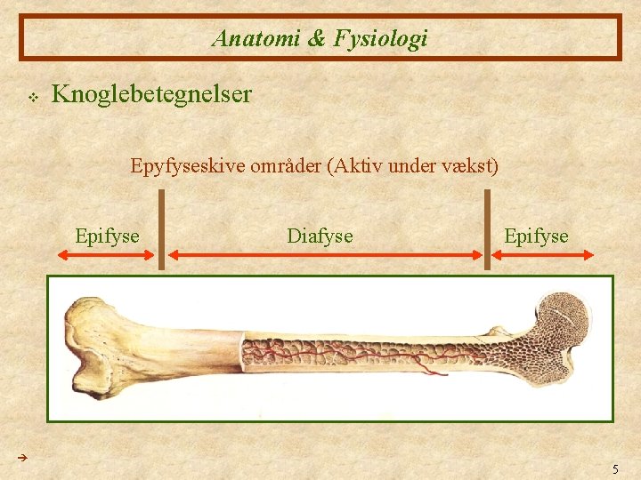 Anatomi & Fysiologi v Knoglebetegnelser Epyfyseskive områder (Aktiv under vækst) Epifyse Diafyse Epifyse 5