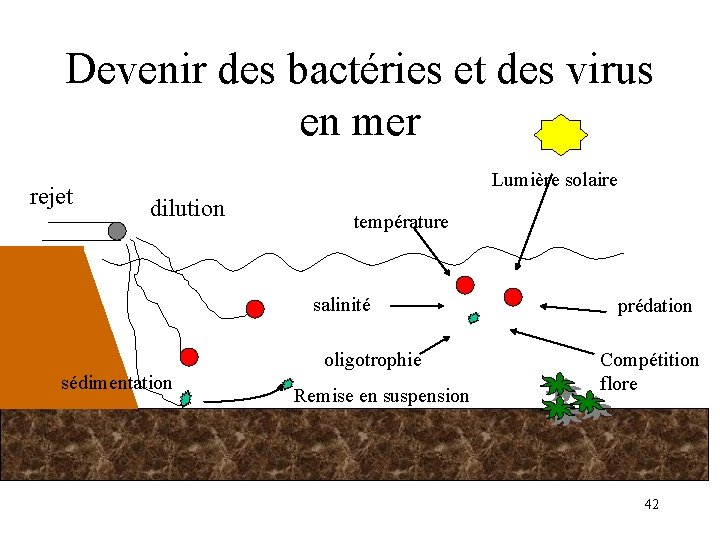 Devenir des bactéries et des virus en mer rejet Lumière solaire dilution température salinité Devenir des bactéries et des virus en mer rejet Lumière solaire dilution température salinité