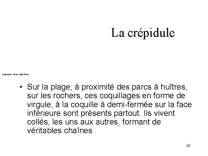La crépidule Crépidule - Photo Sea-River • Sur la plage, à proximité des parcs La crépidule Crépidule - Photo Sea-River • Sur la plage, à proximité des parcs