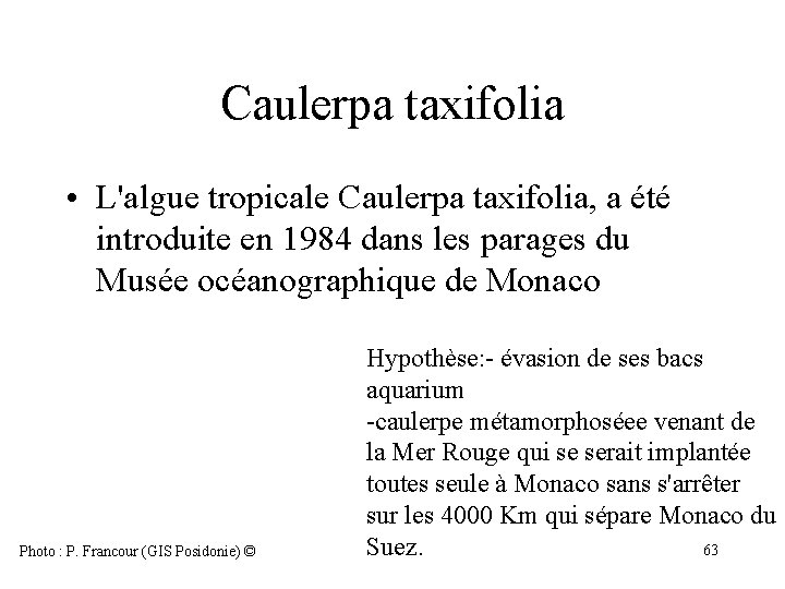 Caulerpa taxifolia • L'algue tropicale Caulerpa taxifolia, a été introduite en 1984 dans les Caulerpa taxifolia • L'algue tropicale Caulerpa taxifolia, a été introduite en 1984 dans les