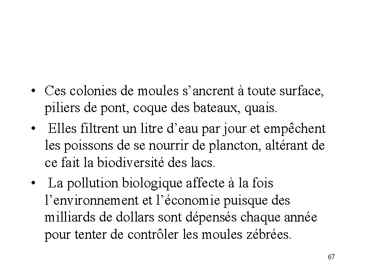 • Ces colonies de moules s’ancrent à toute surface, piliers de pont, coque • Ces colonies de moules s’ancrent à toute surface, piliers de pont, coque
