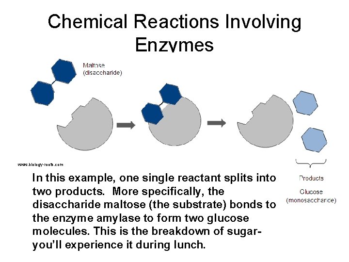 Chemical Reactions Involving Enzymes www. biology-roots. com In this example, one single reactant splits