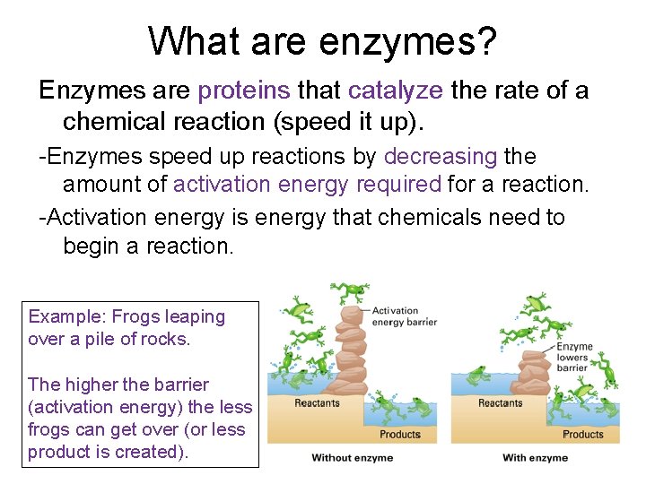 What are enzymes? Enzymes are proteins that catalyze the rate of a chemical reaction