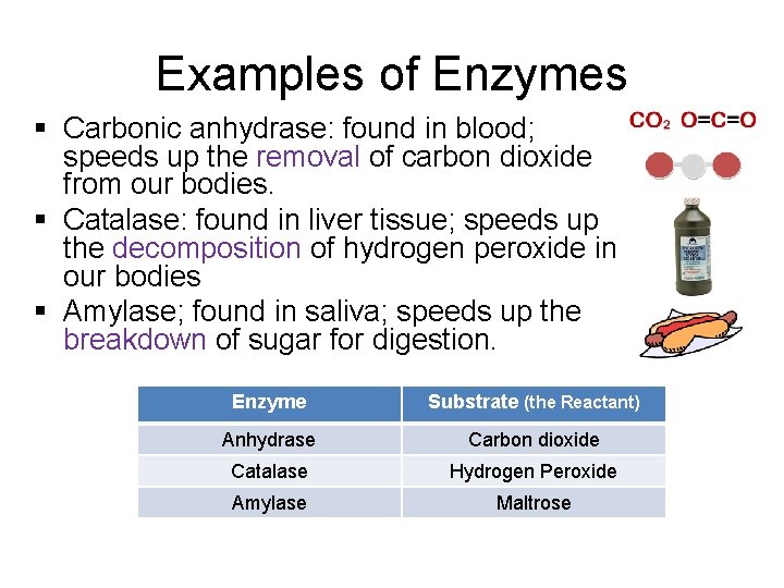 Examples of Enzymes § Carbonic anhydrase: found in blood; speeds up the removal of