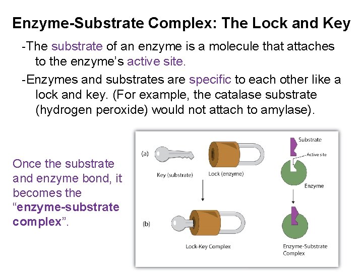 Enzyme-Substrate Complex: The Lock and Key -The substrate of an enzyme is a molecule