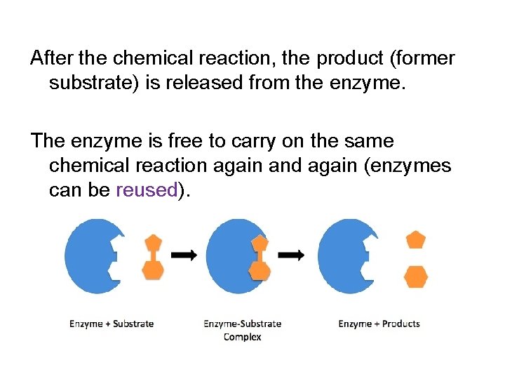 After the chemical reaction, the product (former substrate) is released from the enzyme. The