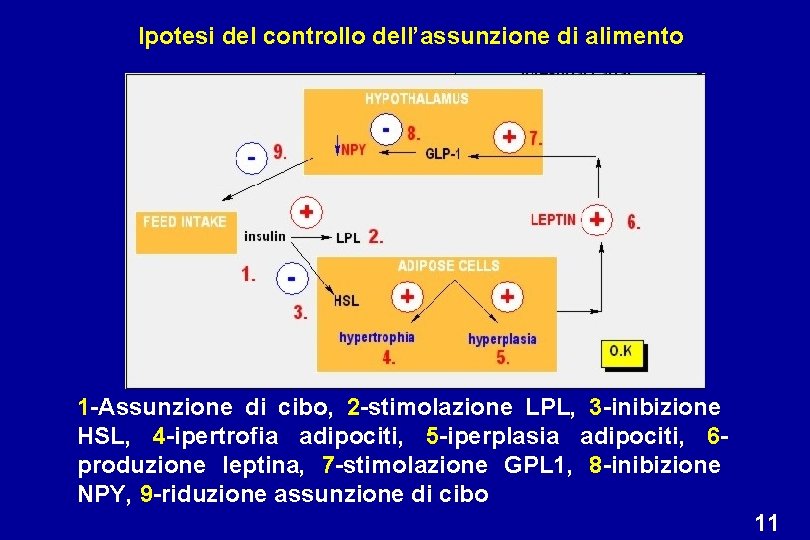 Ipotesi del controllo dell’assunzione di alimento 1 -Assunzione di cibo, 2 -stimolazione LPL, 3