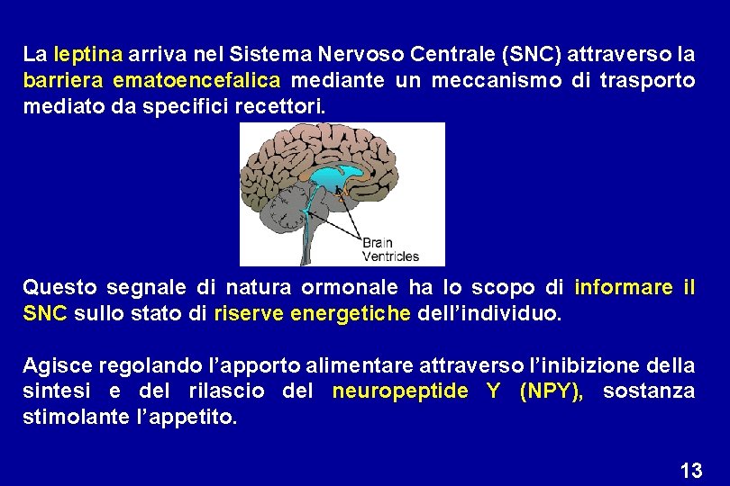 La leptina arriva nel Sistema Nervoso Centrale (SNC) attraverso la barriera ematoencefalica mediante un