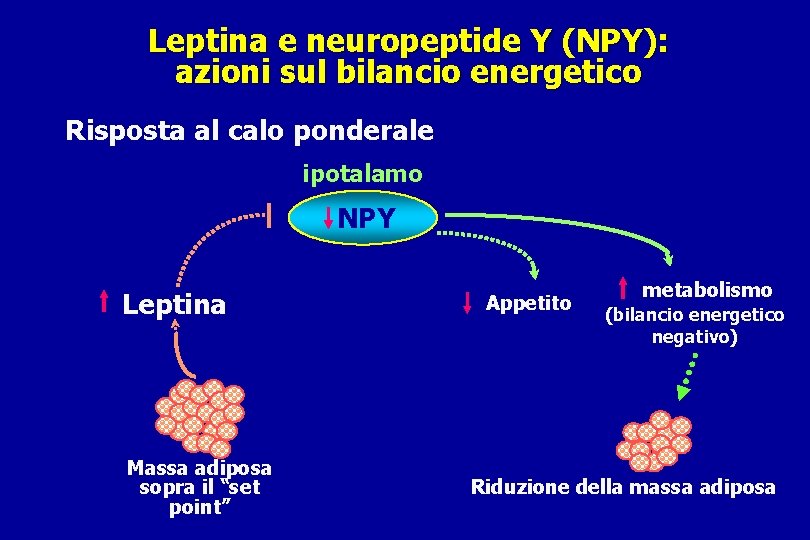 Leptina e neuropeptide Y (NPY): azioni sul bilancio energetico Risposta al calo ponderale ipotalamo