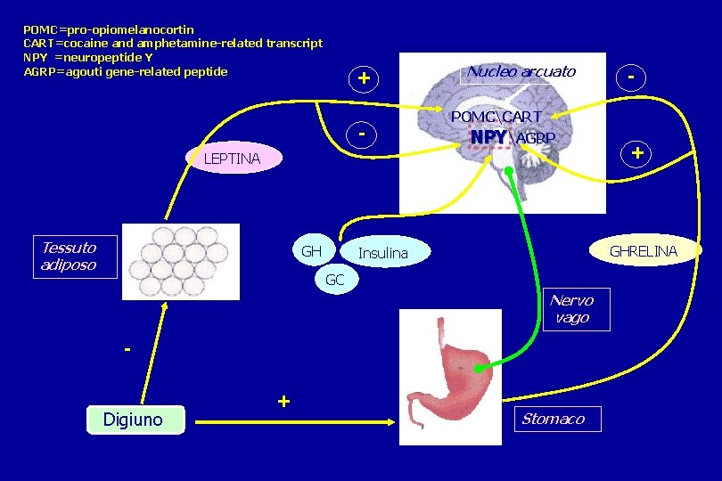 POMC=pro-opiomelanocortin CART=cocaine and amphetamine-related transcript NPY =neuropeptide Y AGRP=agouti gene-related peptide + - Nucleo