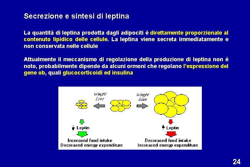 Secrezione e sintesi di leptina La quantità di leptina prodotta dagli adipociti è direttamente