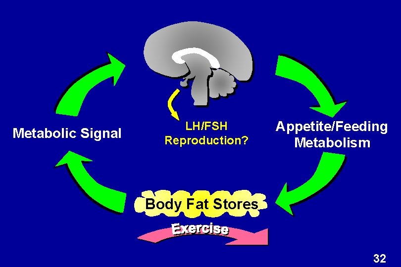 Metabolic Signal LH/FSH Reproduction? Appetite/Feeding Metabolism Body Fat Stores 32 