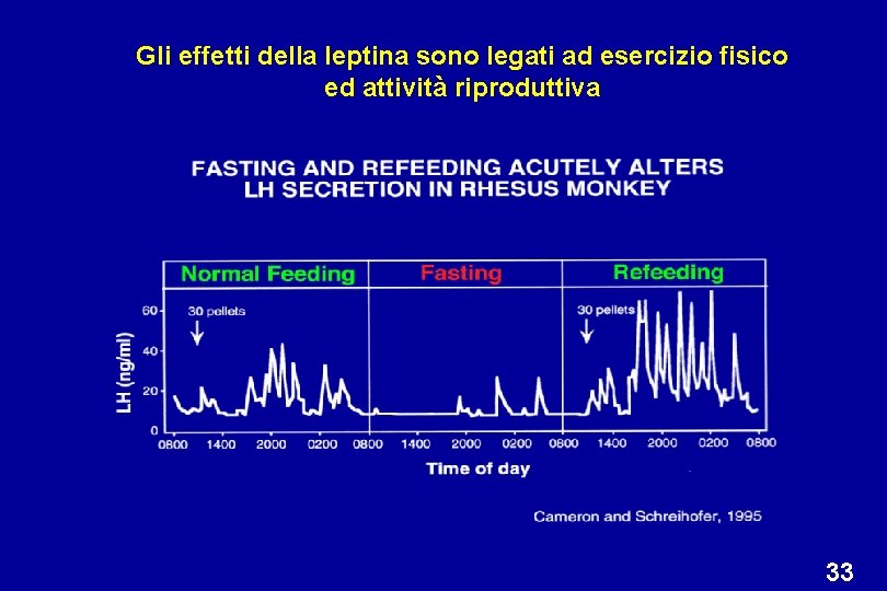 Gli effetti della leptina sono legati ad esercizio fisico ed attività riproduttiva 33 