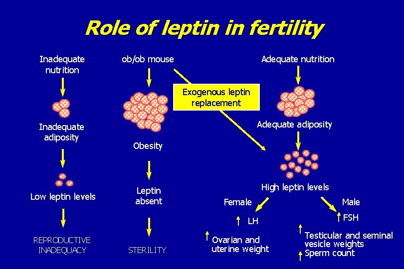 Role of leptin in fertility Inadequate nutrition ob/ob mouse Adequate nutrition Exogenous leptin replacement