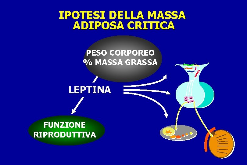 IPOTESI DELLA MASSA ADIPOSA CRITICA PESO CORPOREO % MASSA GRASSA V V LEPTINA FUNZIONE