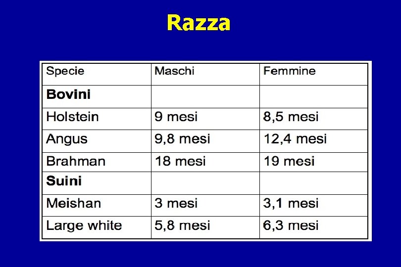 Razza 