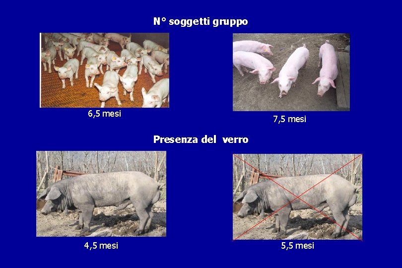 N° soggetti gruppo 6, 5 mesi 7, 5 mesi Presenza del verro 4, 5