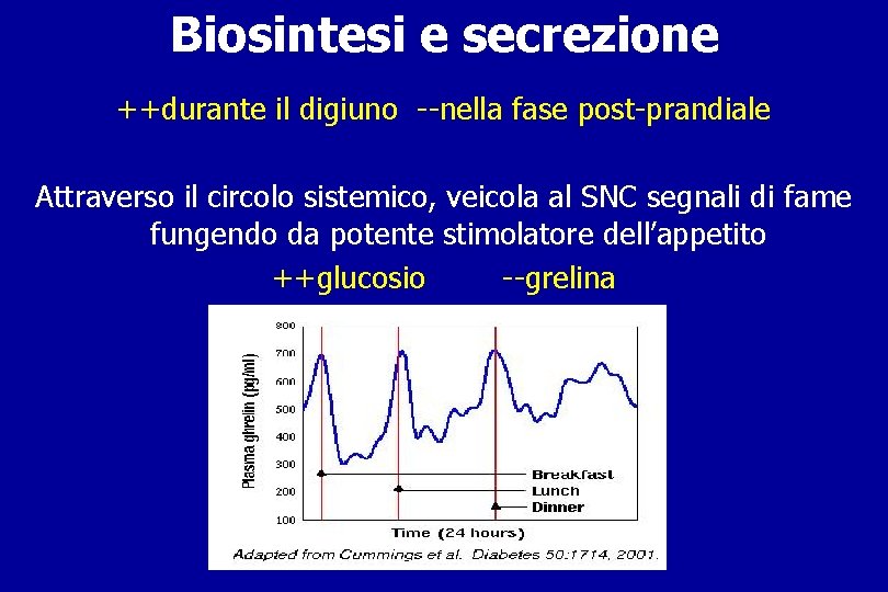 Biosintesi e secrezione ++durante il digiuno --nella fase post-prandiale Attraverso il circolo sistemico, veicola