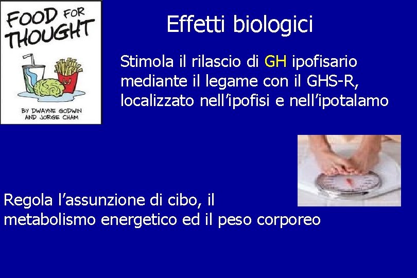 Effetti biologici Stimola il rilascio di GH ipofisario mediante il legame con il GHS-R,