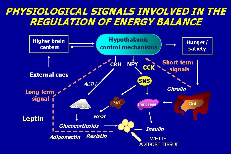 PHYSIOLOGICAL SIGNALS INVOLVED IN THE REGULATION OF ENERGY BALANCE Hypothalamic control mechanisms Higher brain
