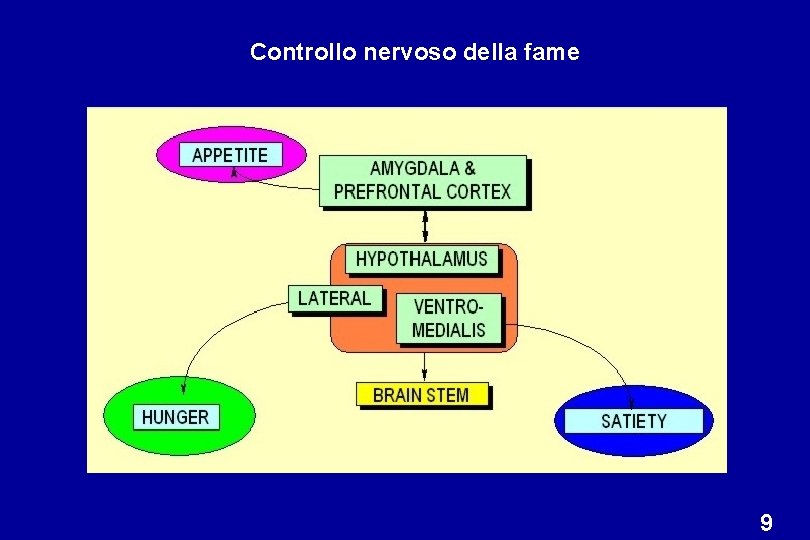 Controllo nervoso della fame 9 