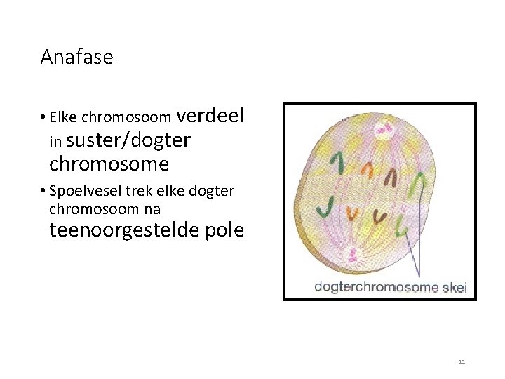 Anafase • Elke chromosoom verdeel in suster/dogter chromosome • Spoelvesel trek elke dogter chromosoom