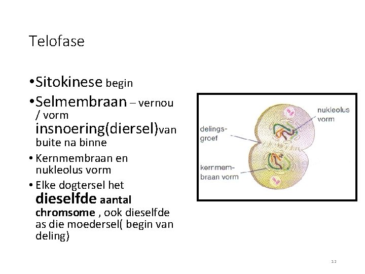 Telofase • Sitokinese begin • Selmembraan – vernou / vorm insnoering(diersel)van buite na binne