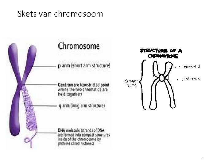 Skets van chromosoom 7 