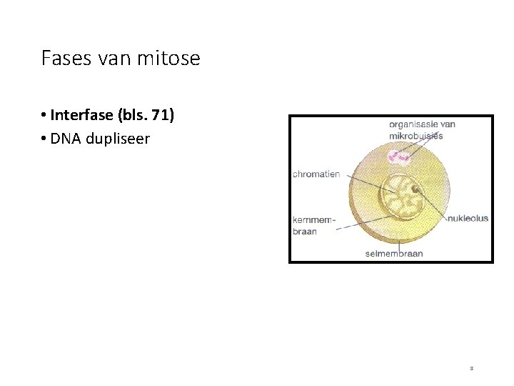 Fases van mitose • Interfase (bls. 71) • DNA dupliseer 8 