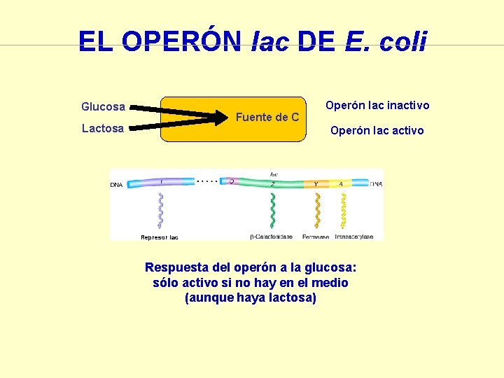 EL OPERÓN lac DE E. coli Glucosa Fuente de C Lactosa Operón lac inactivo