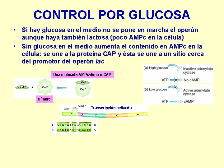 CONTROL POR GLUCOSA • Si hay glucosa en el medio no se pone en