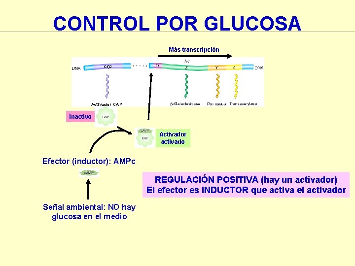 CONTROL POR GLUCOSA Más transcripción crp Activador CAP Inactivo Activador activado Efector (inductor): AMPc