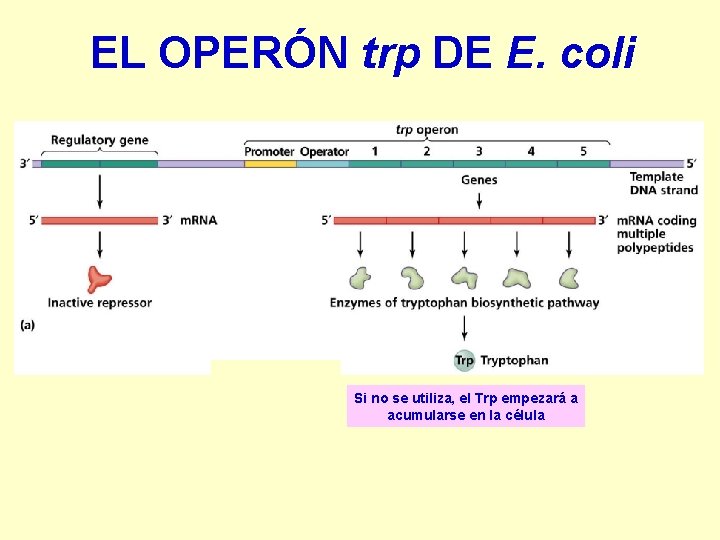 EL OPERÓN trp DE E. coli Si no se utiliza, el Trp empezará a