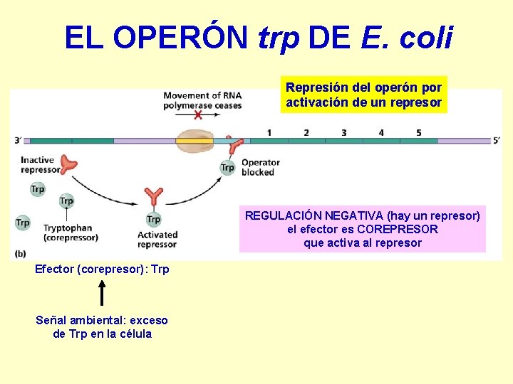 EL OPERÓN trp DE E. coli Represión del operón por activación de un represor