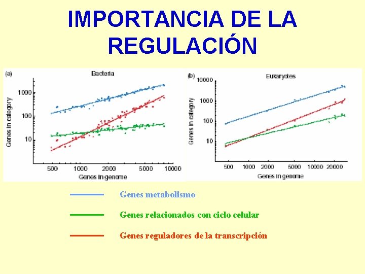 IMPORTANCIA DE LA REGULACIÓN Genes metabolismo Genes relacionados con ciclo celular Genes reguladores de