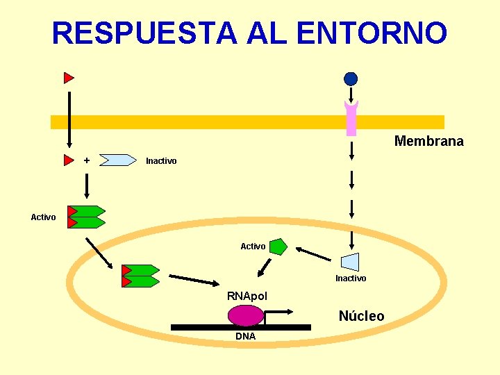 RESPUESTA AL ENTORNO Membrana + Inactivo Activo Inactivo RNApol Núcleo DNA 