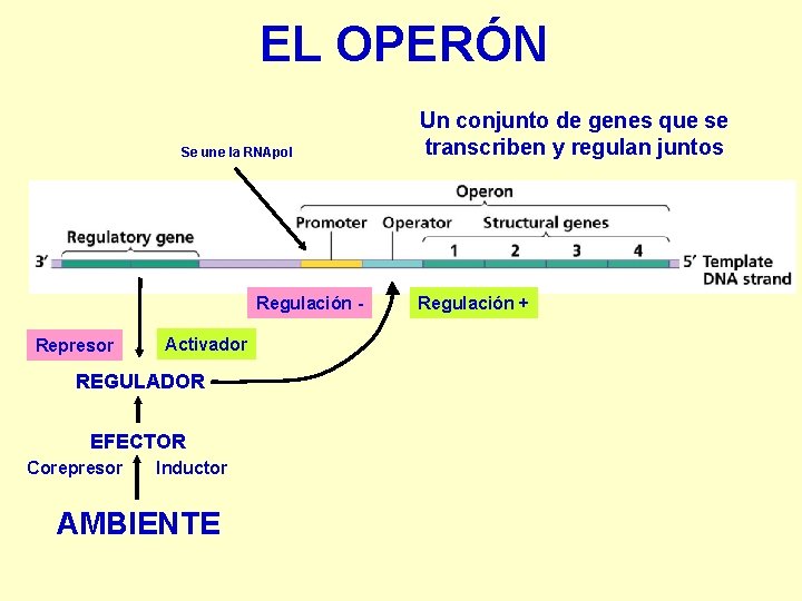 EL OPERÓN Se une la RNApol Regulación Represor Activador REGULADOR EFECTOR Corepresor Inductor AMBIENTE