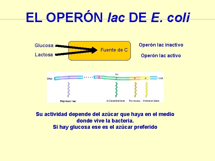 EL OPERÓN lac DE E. coli Glucosa Fuente de C Lactosa Operón lac inactivo