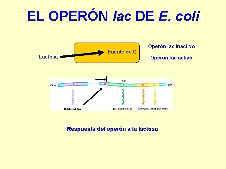 EL OPERÓN lac DE E. coli Fuente de C Lactosa Operón lac inactivo Operón