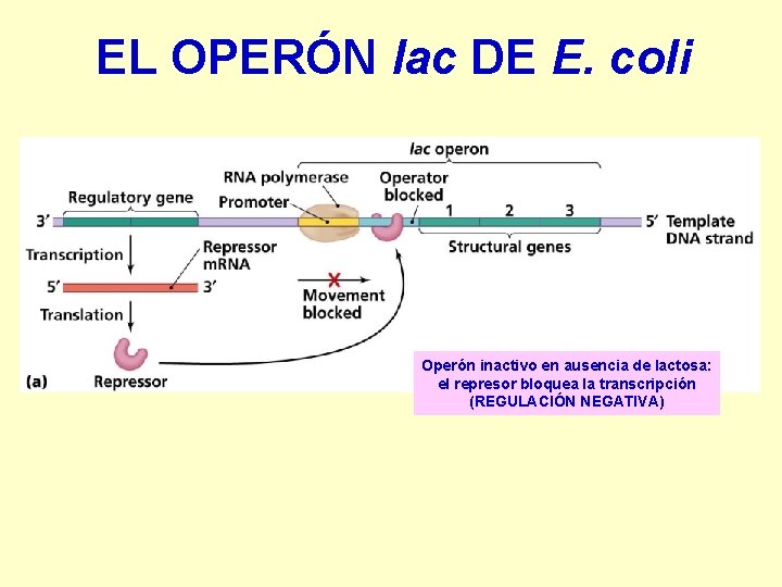 EL OPERÓN lac DE E. coli Operón inactivo en ausencia de lactosa: el represor