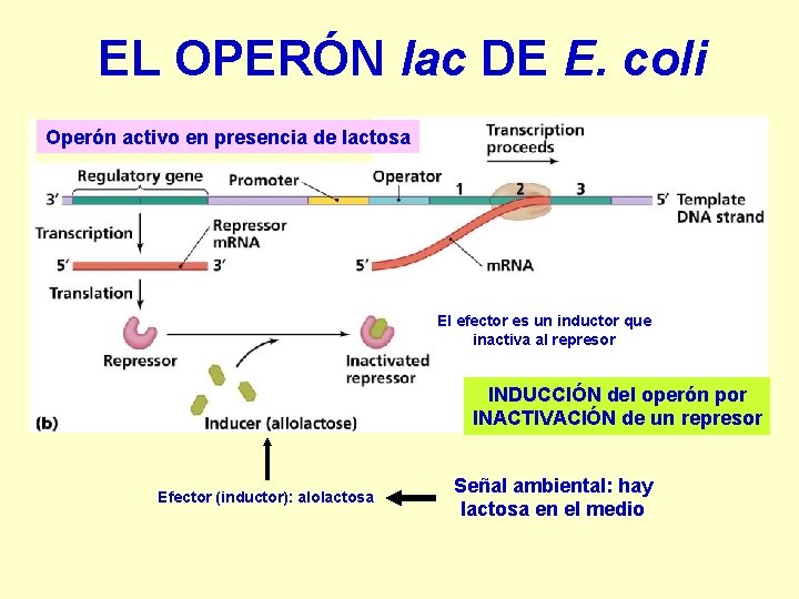 EL OPERÓN lac DE E. coli Operón activo en presencia de lactosa El efector