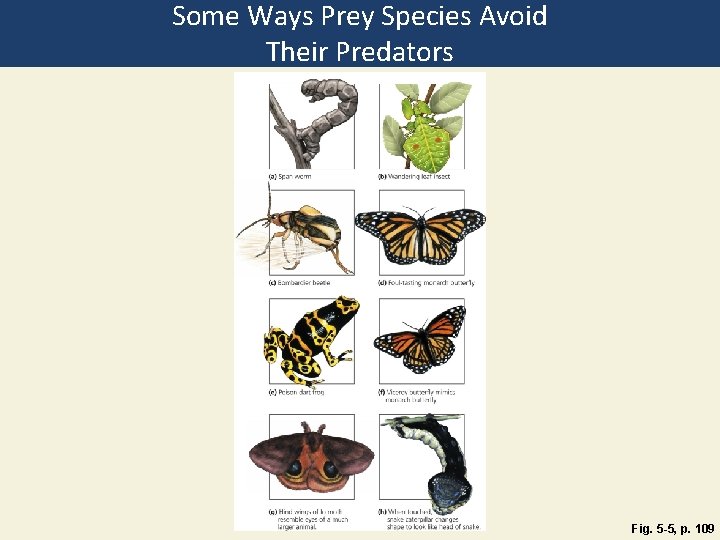 Some Ways Prey Species Avoid Their Predators Fig. 5 -5, p. 109 