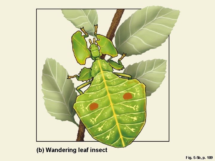 (b) Wandering leaf insect Fig. 5 -5 b, p. 109 