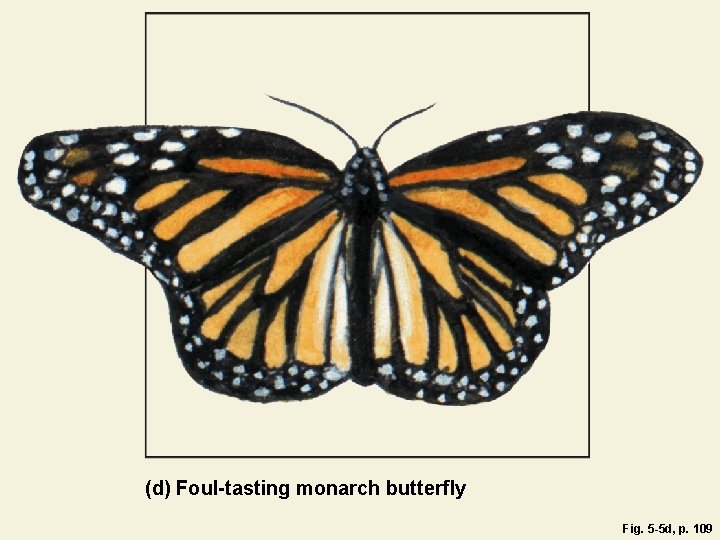 (d) Foul-tasting monarch butterfly Fig. 5 -5 d, p. 109 