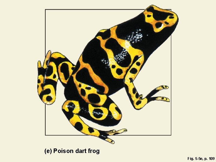 (e) Poison dart frog Fig. 5 -5 e, p. 109 