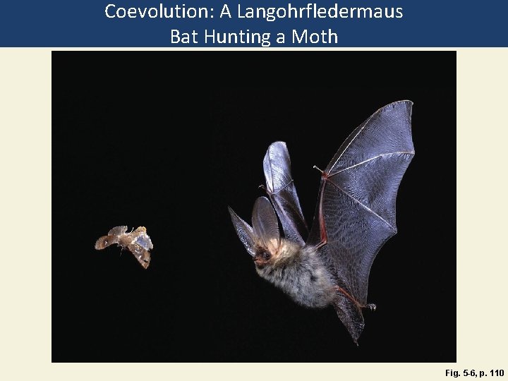 Coevolution: A Langohrfledermaus Bat Hunting a Moth Fig. 5 -6, p. 110 