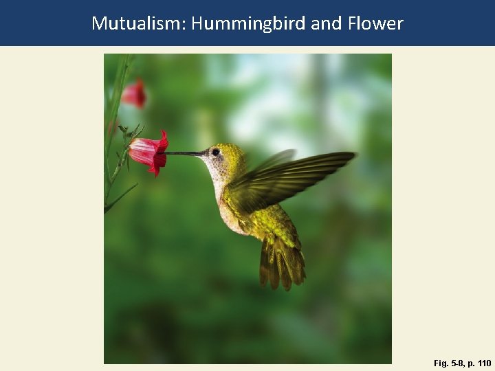 Mutualism: Hummingbird and Flower Fig. 5 -8, p. 110 