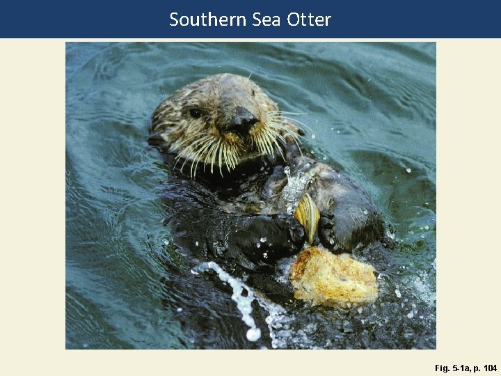 Southern Sea Otter Fig. 5 -1 a, p. 104 