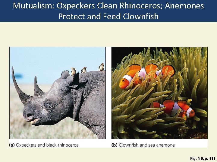 Mutualism: Oxpeckers Clean Rhinoceros; Anemones Protect and Feed Clownfish Fig. 5 -9, p. 111