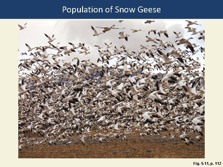 Population of Snow Geese Fig. 5 -11, p. 112 